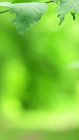 green leaves in a forest