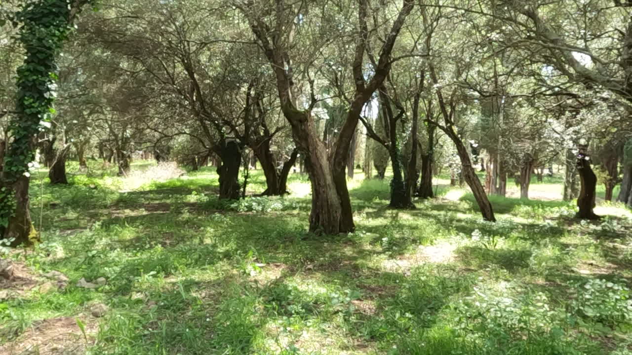 Uliveto antico illuminato dal sole a Villa Adriana vicino a Roma, Italia. Tronchi nodosi e contorti con sottobosco verde lussureggiante in un tranquillo ambiente boschivo mediterraneo.