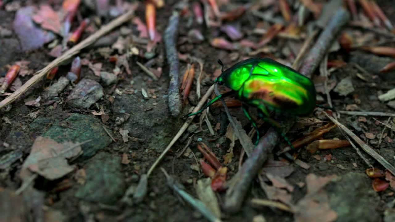 Close-up of a green shiny beetle walking
