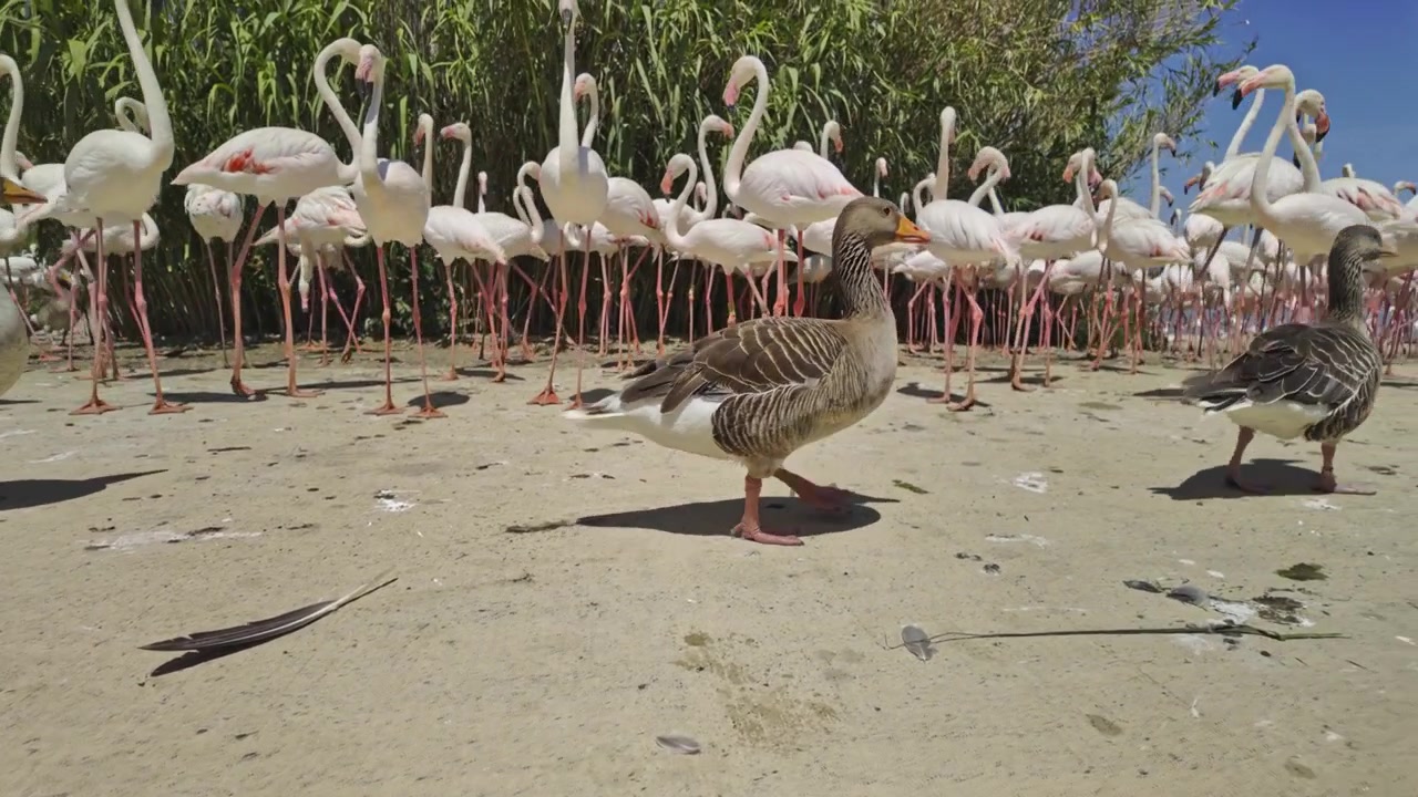 Poche oche selvatiche che camminano su una riva sabbiosa di fronte a un enorme stormo di fenicotteri rosa maggiori che riposano al sole nella Riserva Africana di Sigean in una giornata bella e soleggiata