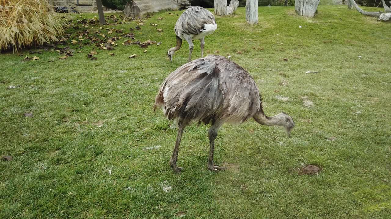 Emu, il secondo uccello vivente più grande, che bruca l'erba.