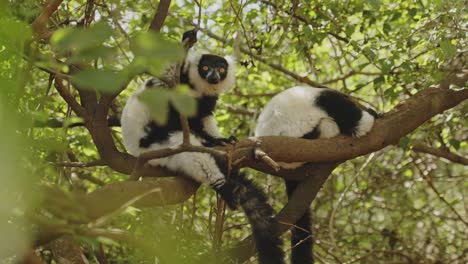 two lemurs lying on the branches