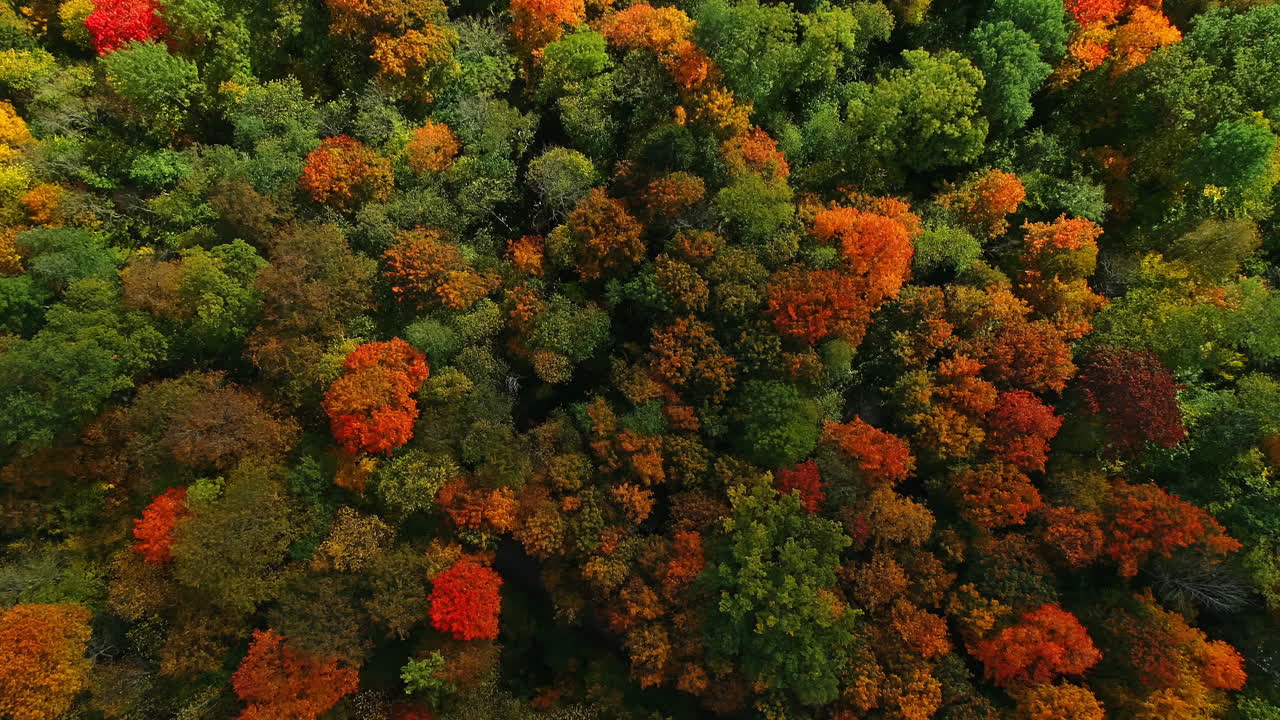 vista de pájaro sobre un bosque caducifolios en colores de otoño