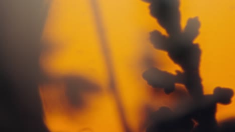 lavender flower against big sunset sun, shallow depth of field, macro detail
