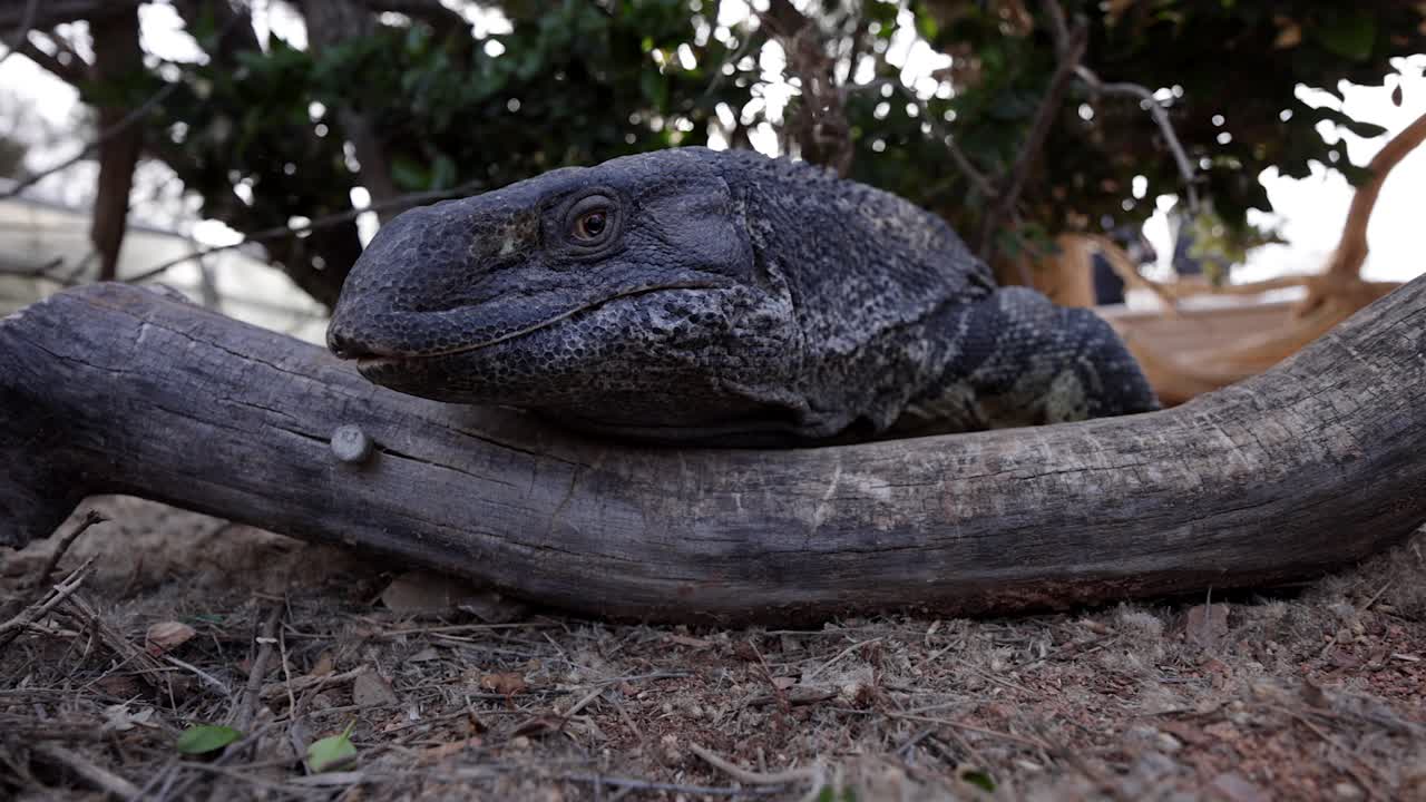 el lagarto monitor de garganta negra agita la lengua y se aleja sobre el tronco slomo primer plano