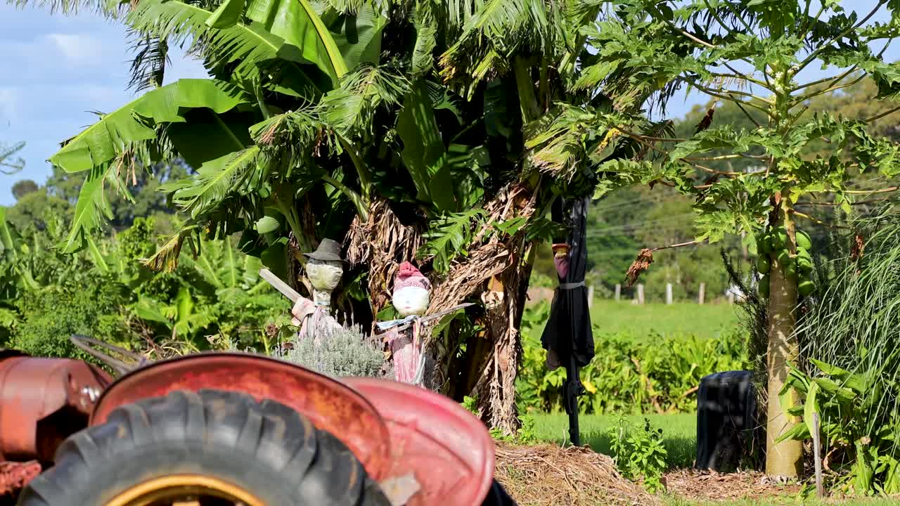 A stationary scarecrow stands among banana trees and crops on a sunny farm, with a red tractor tire in the foreground and bright natural lighting