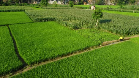 Green-rice-fields,-Ba-Be-National-Park,-Vietnam-create-mesmerising-landscape