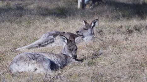 Un-Par-De-Wallaby-Tirados-Alrededor-Del-Prado-Bajo-Un-Clima-Soleado