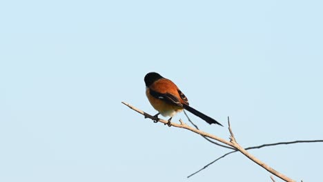 Long-tailed-Shrike,-Lanius-schach,-waiting-for-a-potential-prey,-looks-back,-as-the-wind-moves-its-perch