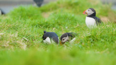 Adorable-puffins-interact-on-green-grass-on-Lunga-Island,-Scotland