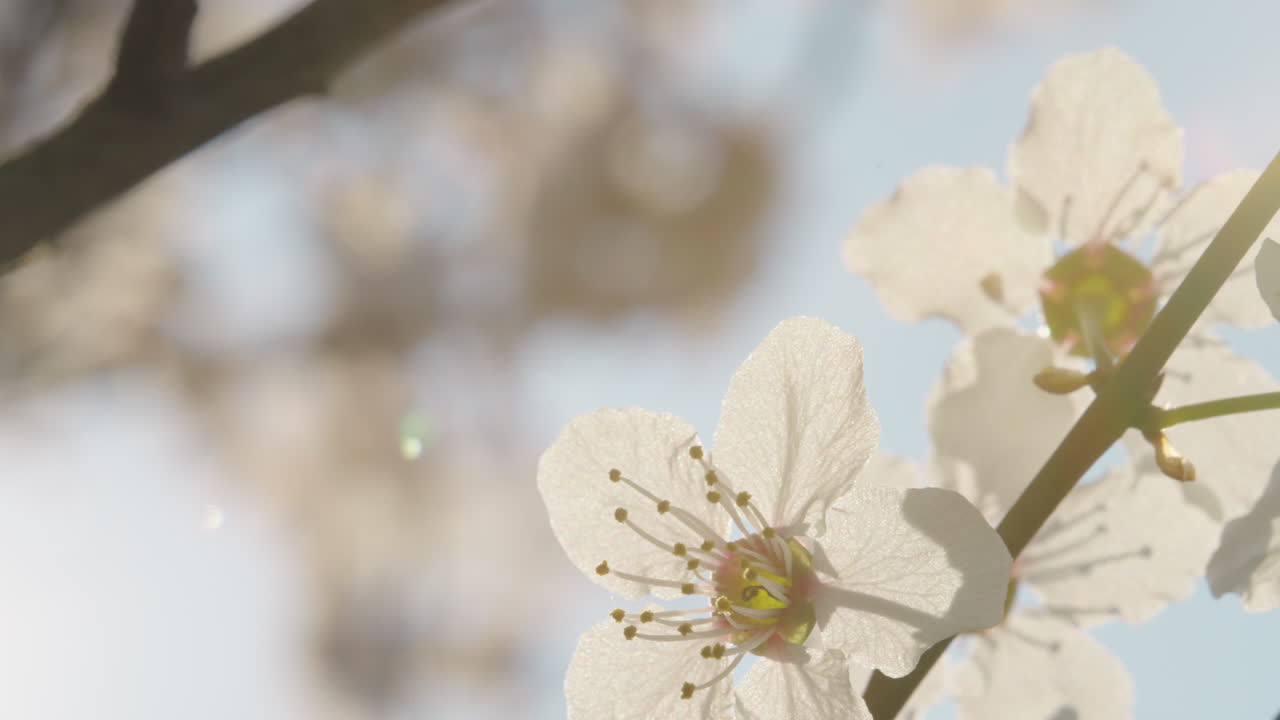 Close-up of Blooming White Flowers in Spring