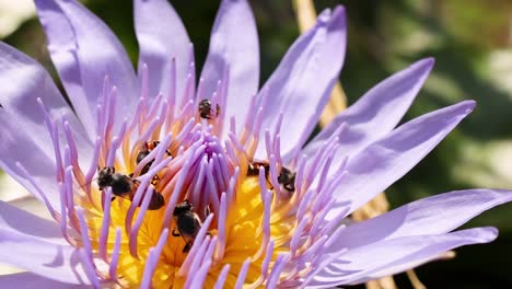 close-up view of bees actively pollinating a purple lotus flower with a bright yellow center.