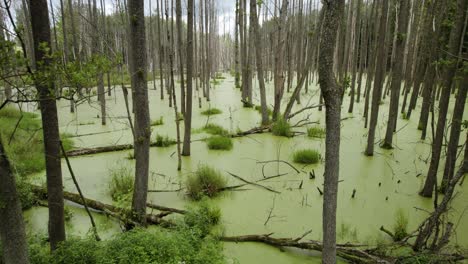 Aerial-forward-shot-of-the-natural-swamp-covered-with-green-leaves-and-with-dead-trees