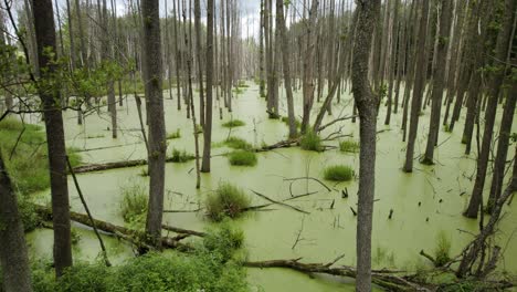 toma aérea del pantano natural cubierto de hojas verdes y árboles muertos