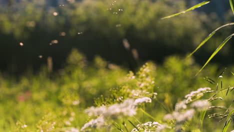flies in a meadow
