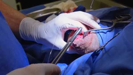 Surgeon-operating-a-dog-in-operation-theater-4k