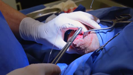 surgeon operating a dog in operation theater 4k