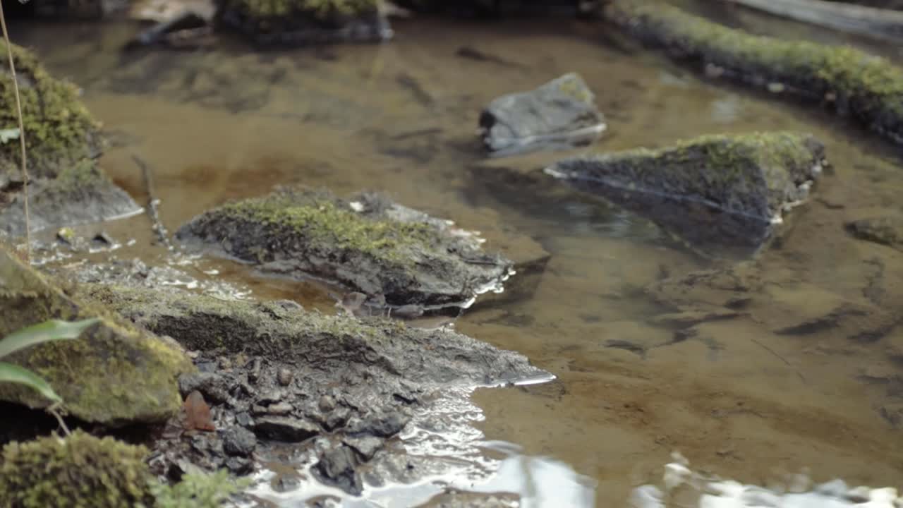 Primo piano di un ruscello di acqua limpida naturale con rocce e muschio, ripresa inclinata con gru