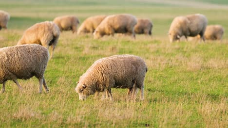 sheep grazing peacefully in a lush field