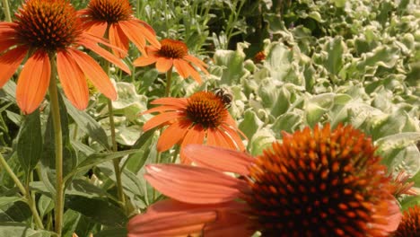 Filmische-Bewegung-Weg-Von-Herumfliegenden-Bienen-Und-Bestäubenden-Orangefarbenen-Helenien-Im-Frühling