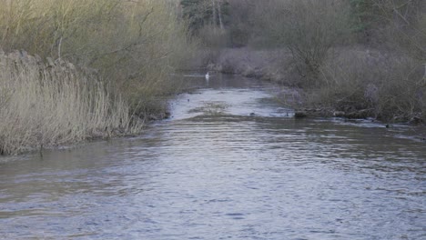 Tiro-De-ángulo-Alto-Sobre-El-Agua-Del-Río-Little-Ouse-Que-Fluye-A-Través-Del-Bosque-De-Thetford,-Norfolk-En-Inglaterra-Durante-La-Noche