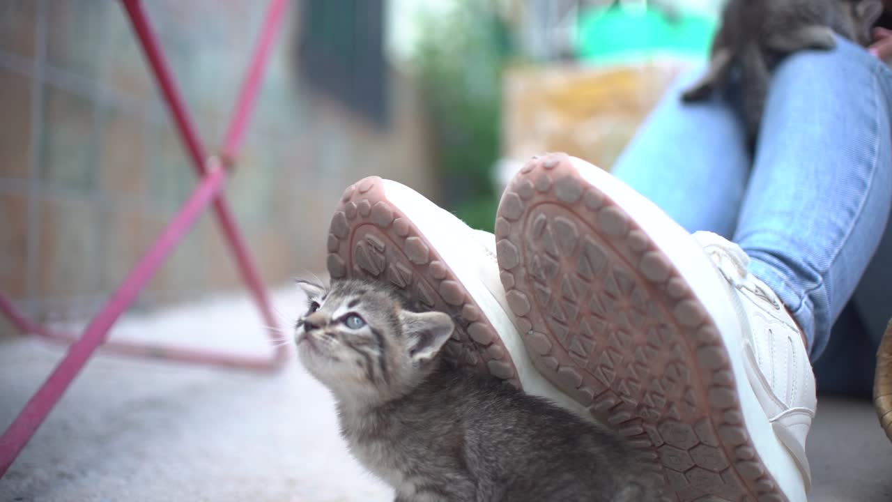 Adorabili cuccioli di gatto in un cesto che imparano a camminare all'aperto.