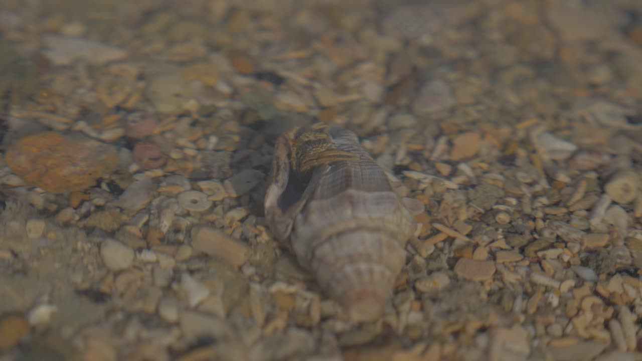 그것의 껍질에서 엿보는 조용한 작은 소라게 수중 - 극한의 클로즈업