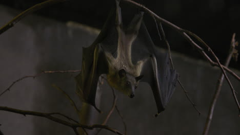 Fruit-bat-hanging-upside-down-in-a-cave