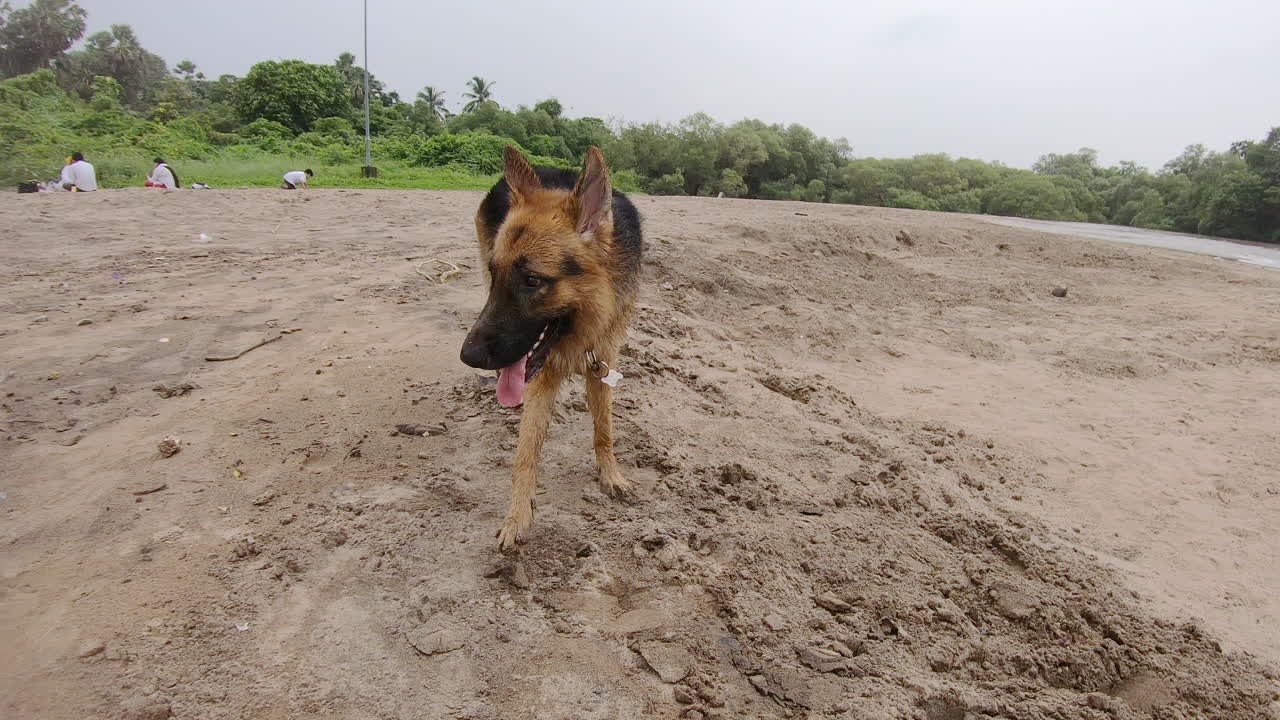 perro pastor alemán caminando por la playa k
