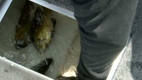 a man retrieving a fish from the live well - close up