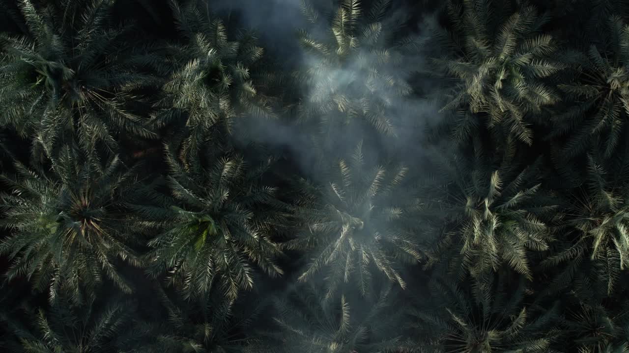 oasis de palmeras desde la vista de un avión no tripulado desde la parte superior con somke