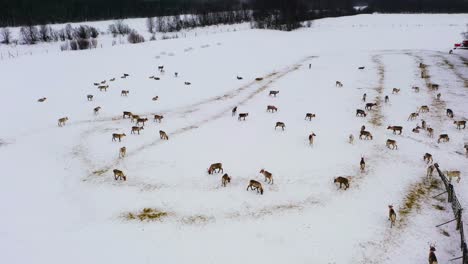 Vista-Aérea-Frente-A-Una-Manada-De-Renos-En-Una-Granja,-Invierno-En-Laponia