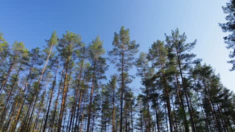 pine grove panoramic view on blue sky background