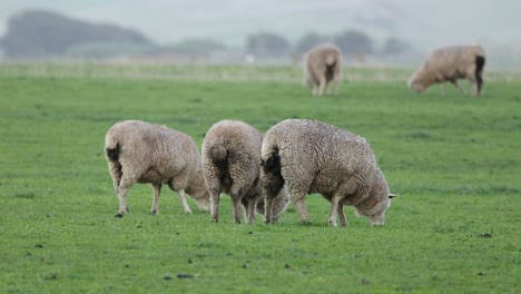 schafe fressen gras auf einem üppigen feld