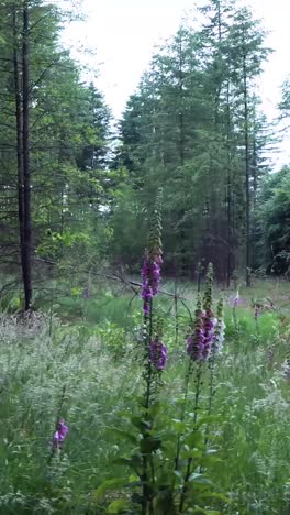 forest landscape with wildflowers