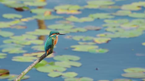 slow motion view of kingfisher in friesland netherlands perched over pond with lily pads in background, detailed closeup of bird with stunning eyes