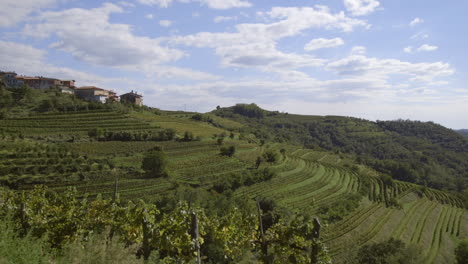 vineyards of italy