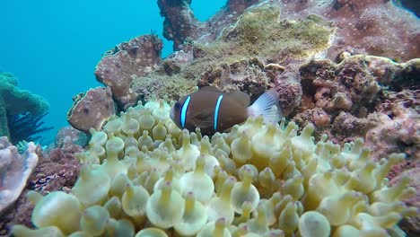 60-fps-Video-Mit-Farbigem-Unterwasserlicht-Auf-Einer-Anemone-Während-Einer-Fotokursstunde