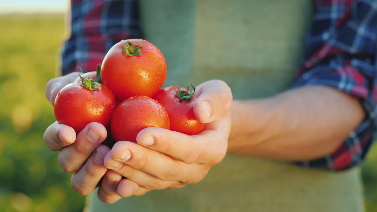 농부의 손에는 농업에서 육즙이 많은 붉은 토마토 신선한 야채가 들어 있습니다.