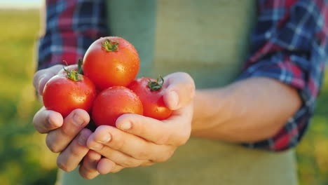 las manos del agricultor sostienen jugosos tomates rojos vegetales frescos de la agricultura