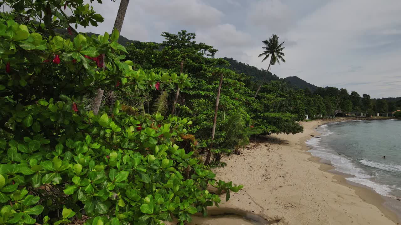 toma aérea de la jungla y la playa con una toma panorámica de una palmera de coco