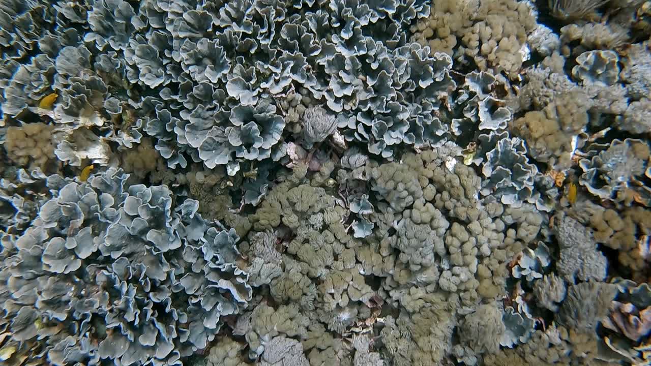 a la deriva rápidamente en una fuerte corriente en movimiento sobre un jardín de coral