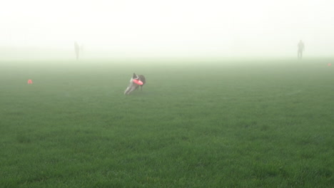 dog frisbee catching competition run by cute athletic border collie puppy on foggy, misty morning