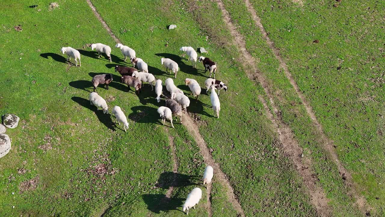 vuelo aéreo trasero sobre un grupo de ovejas blancas y marrones que están pastando en un prado de hierba verde donde se pueden ver caminos de tierra en una soleada mañana de invierno en ávila, españa