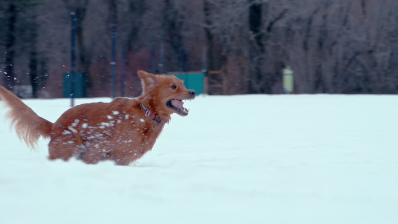 골든 레트리버가 깊은 눈을  ⁇ 고 뛰어다닌다