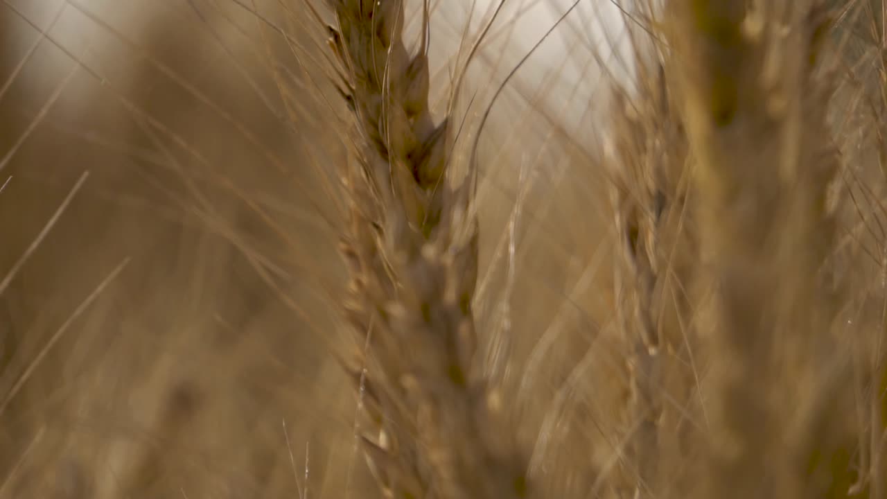 Close-up of Ripe Wheat in a Field
