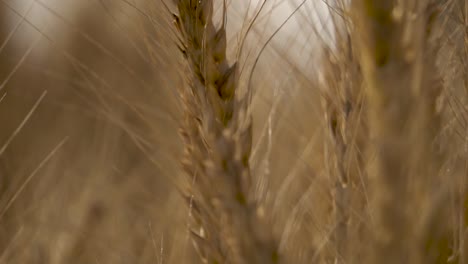 close-up of ripe wheat in a field