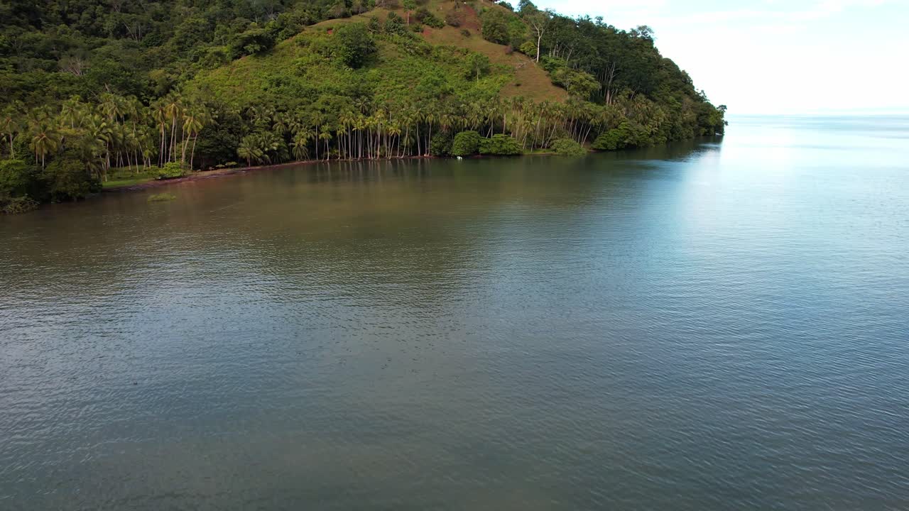 bosque de palmeras y vegetación rodeada de un mar tranquilo y azul verdoso en puerto jimenez costa rica