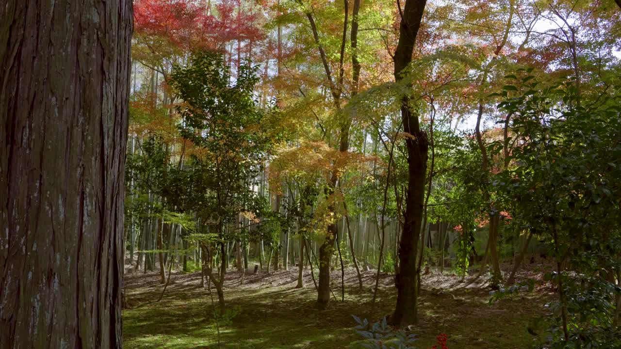 Perfect fall color scenery in Japanese landscape garden, slow slider reveal shot
