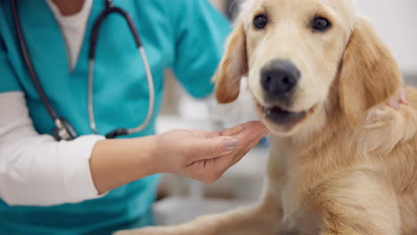 Mujer-Veterinaria,-Mano-Y-Perro-Comiendo-En-La-Mesa